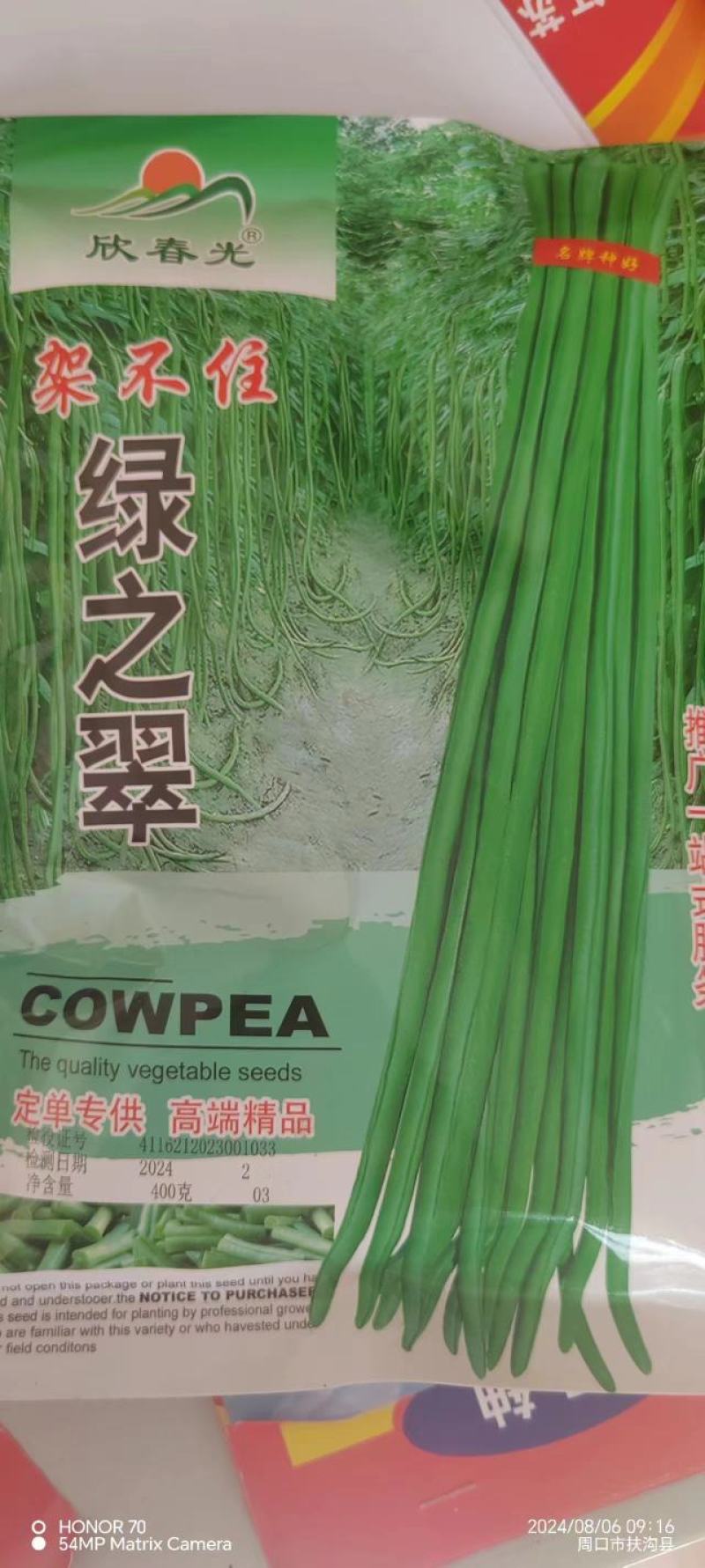 豆角种子架不住绿之翠早熟荚长90cm以上粗0.8厘米