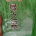 豆角种子架不住绿之翠早熟荚长90cm以上粗0.8厘米