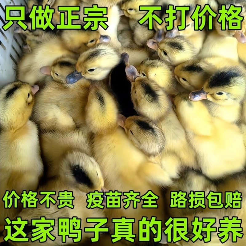 昭通麻鸭苗包防疫包运输包成活率货到满意付款诚信服务
