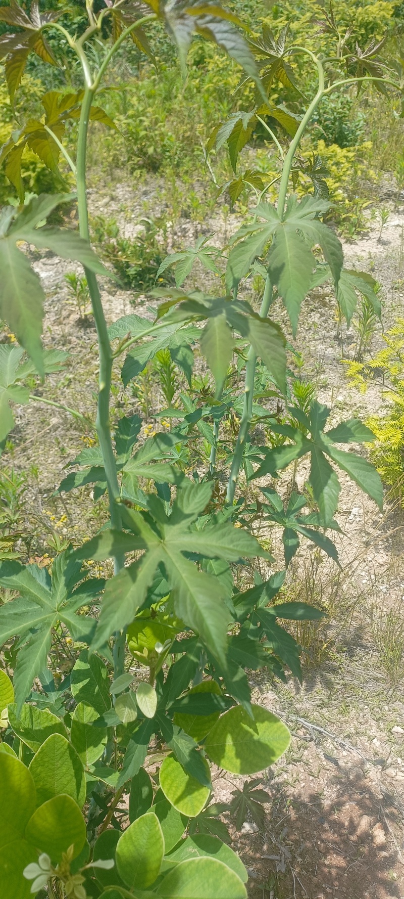 五叶，七叶覆盆子苗全年供应对接全国