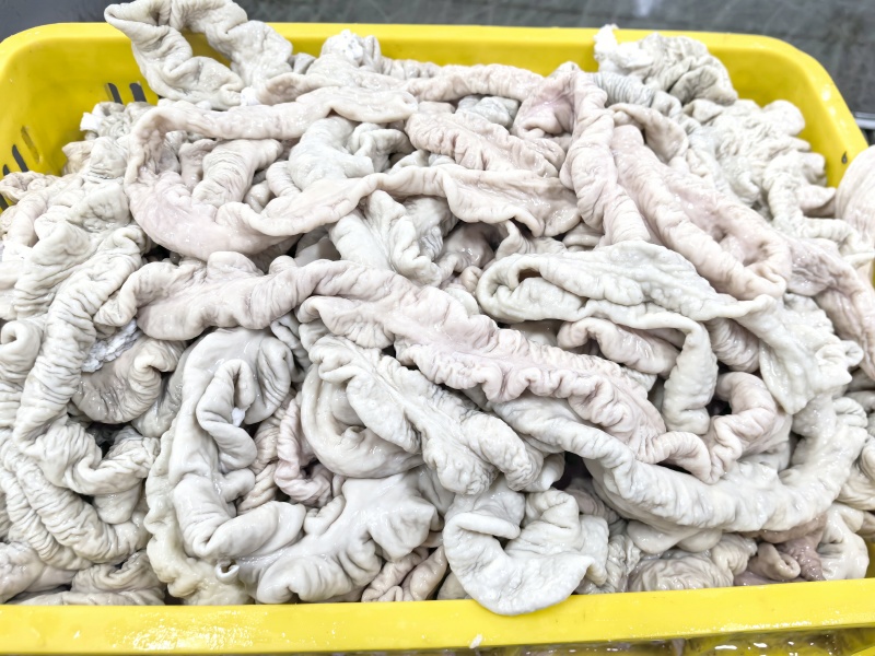 鲜大肠头，鲜大肠，预煮大肠品质保证无杂质