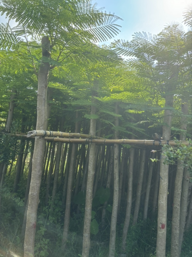凤凰木3-40公分