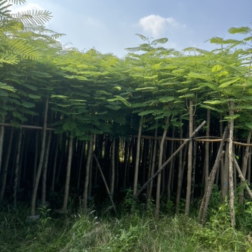 凤凰木3-40公分