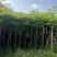 凤凰木3-40公分