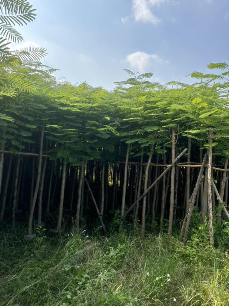 凤凰木3-40公分