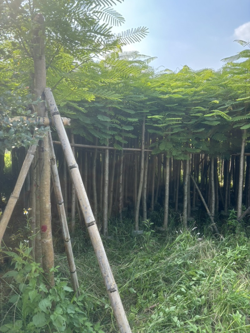 凤凰木3-40公分