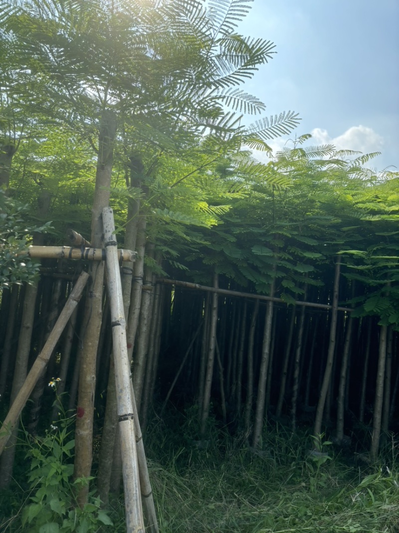 凤凰木3-40公分