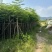 凤凰木3-40公分