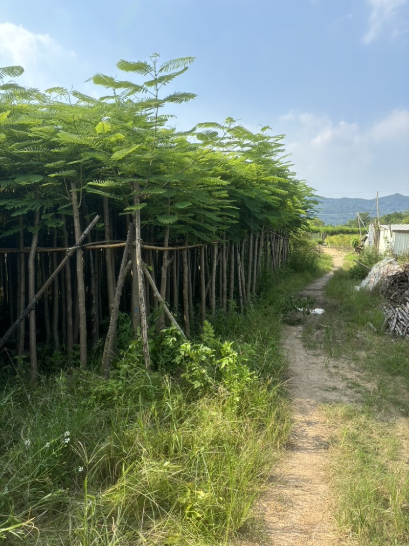 凤凰木3-40公分
