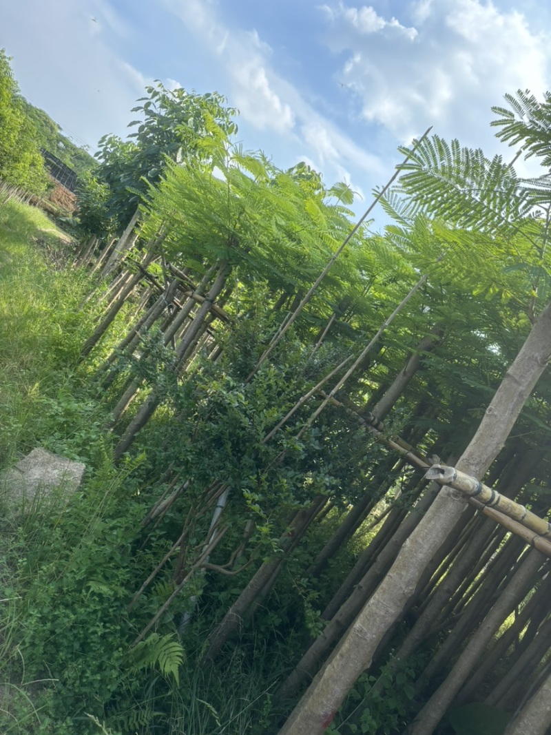 凤凰木3-40公分
