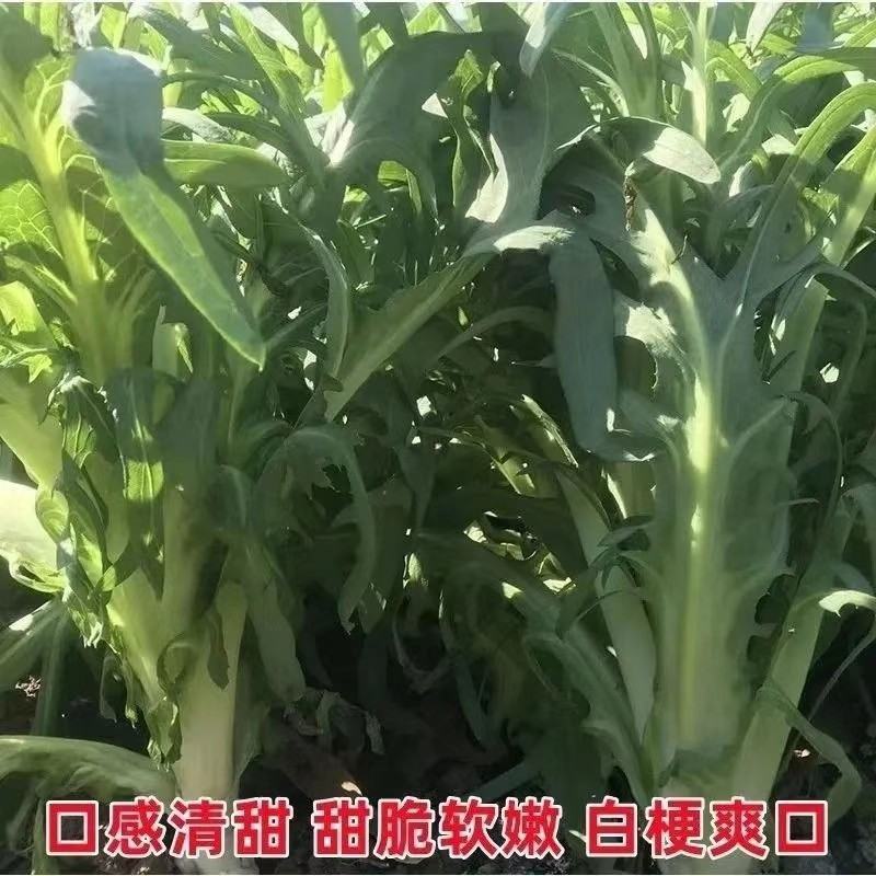 广西甜麦菜苗
