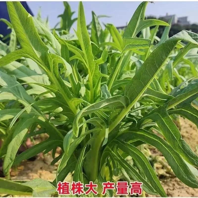 广西甜麦菜苗