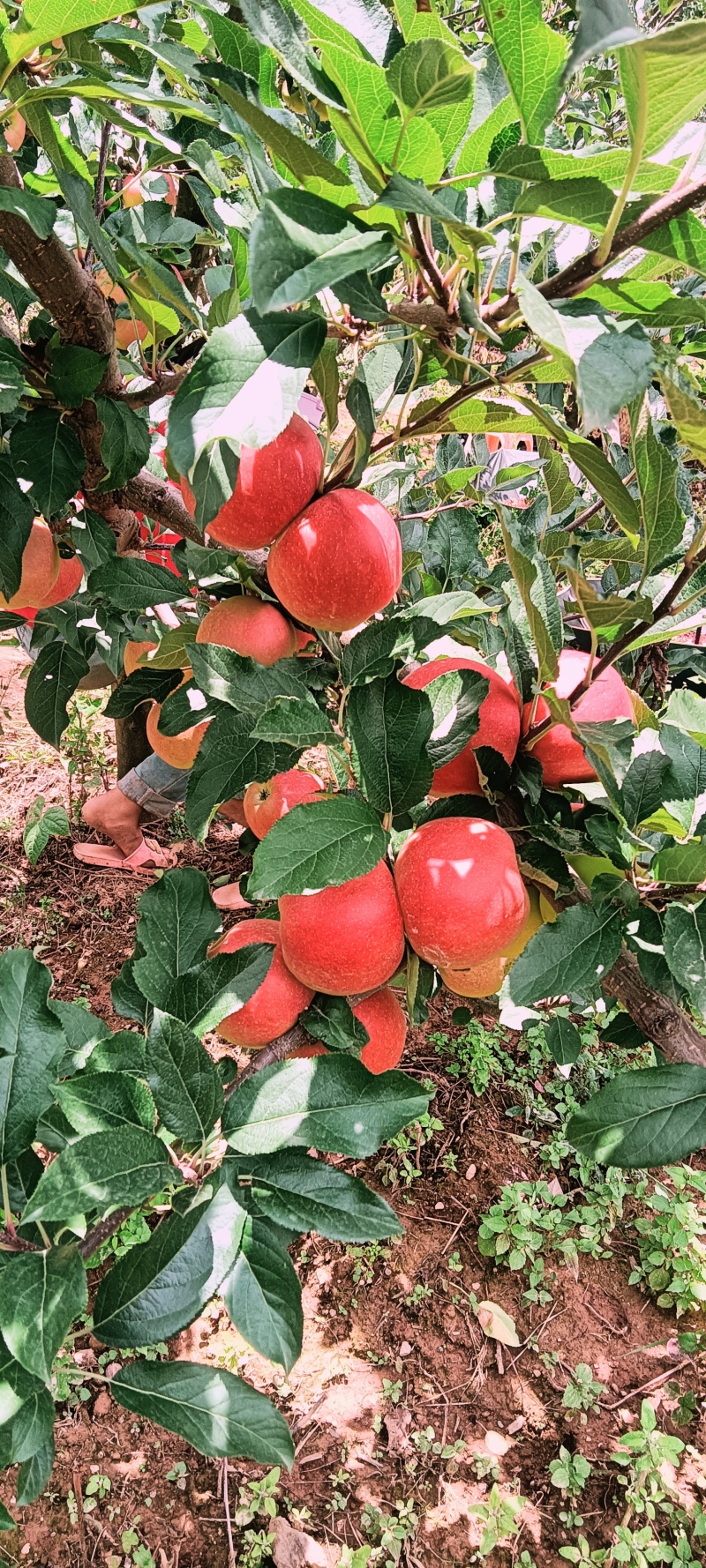 丽江泸沽湖畔嘎啦苹果