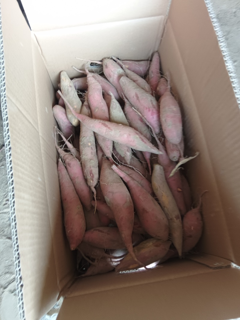 西瓜红红薯开封红薯产地现货供应欢迎来电咨询