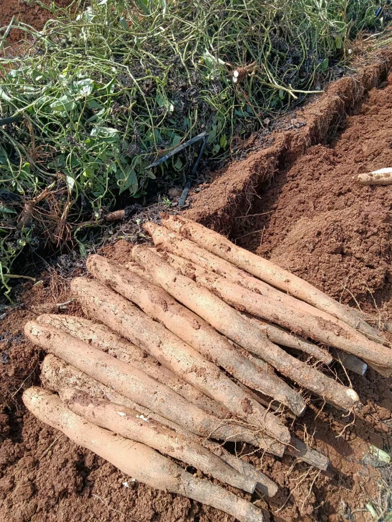 产地直发种植基地黑鬼供应，对接全国各地的市场电商平台