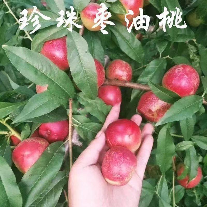 离核油桃珍珠枣油桃大量上市口感脆甜随到随装