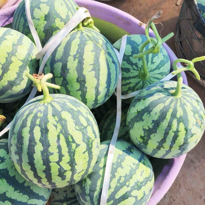 美都西瓜产地，大棚无籽美都西瓜，糖度高，红度好，