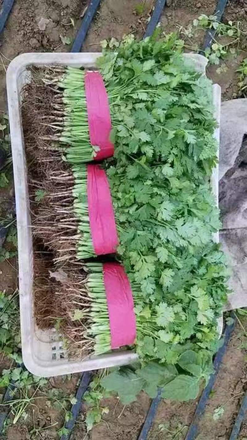 【全年供应】河北邯郸精品大叶香菜产地直发，全国发货