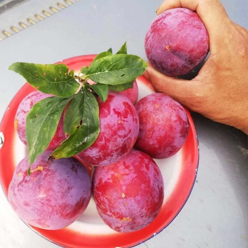 李子黑宝石，红宝石，布朗李子，安格诺杏李恐龙蛋李子等成熟