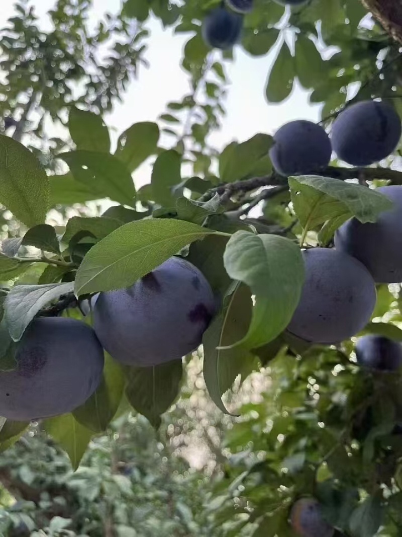 李子黑宝石，红宝石，布朗李子，安格诺杏李恐龙蛋李子等成熟