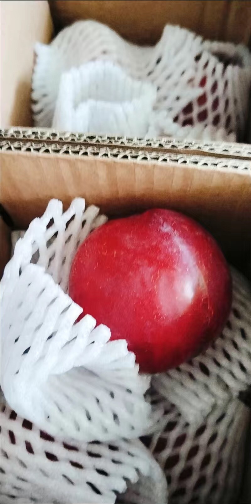 李子黑宝石，红宝石，布朗李子，安格诺杏李恐龙蛋李子等成熟