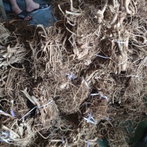 白花牛奶根小根小扎把