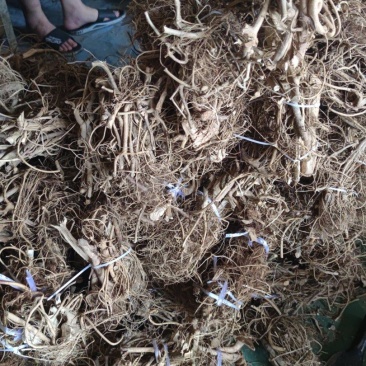 白花牛奶根小根小扎把