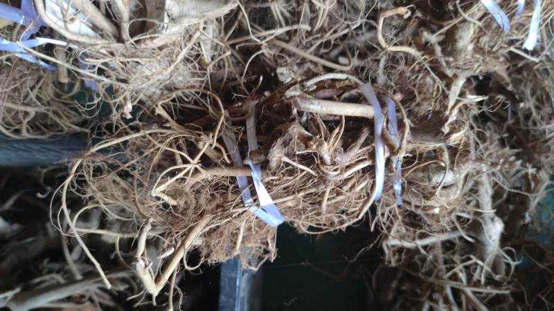 白花牛奶根小根小扎把