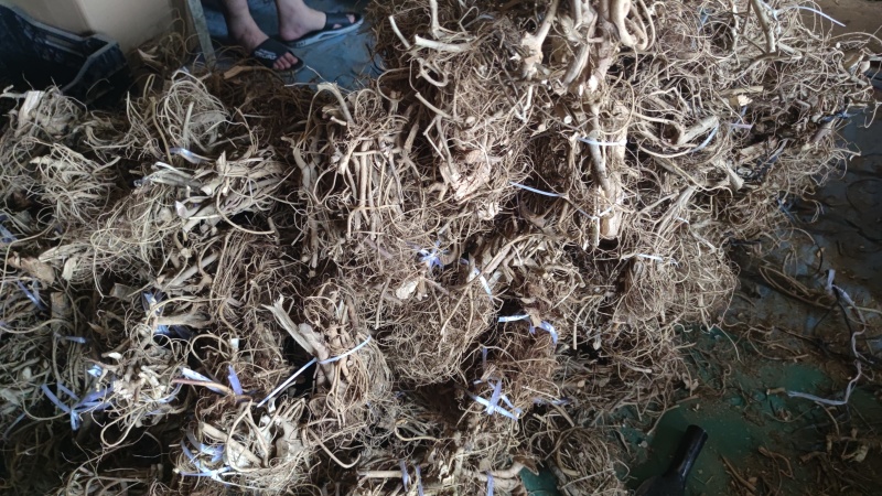 白花牛奶根小根小扎把