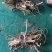 白花牛奶根小根小扎把