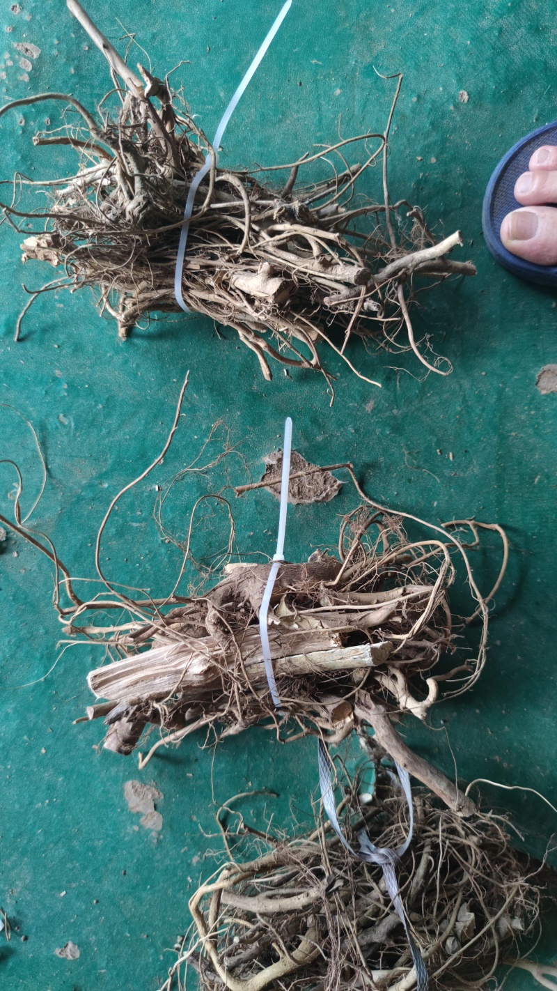 白花牛奶根小根小扎把