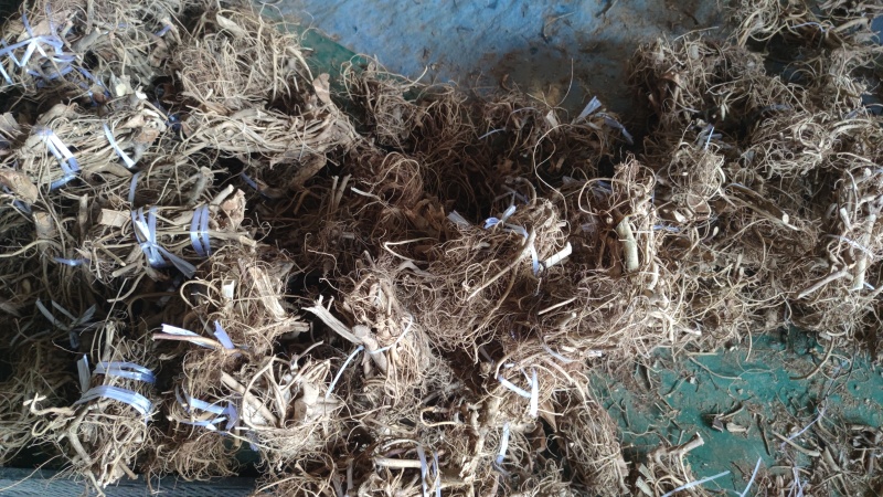 白花牛奶根小根小扎把