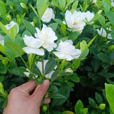 玫瑰栀子杯苗,供货稳定,价格美丽,专业种植苗木欢迎采购!