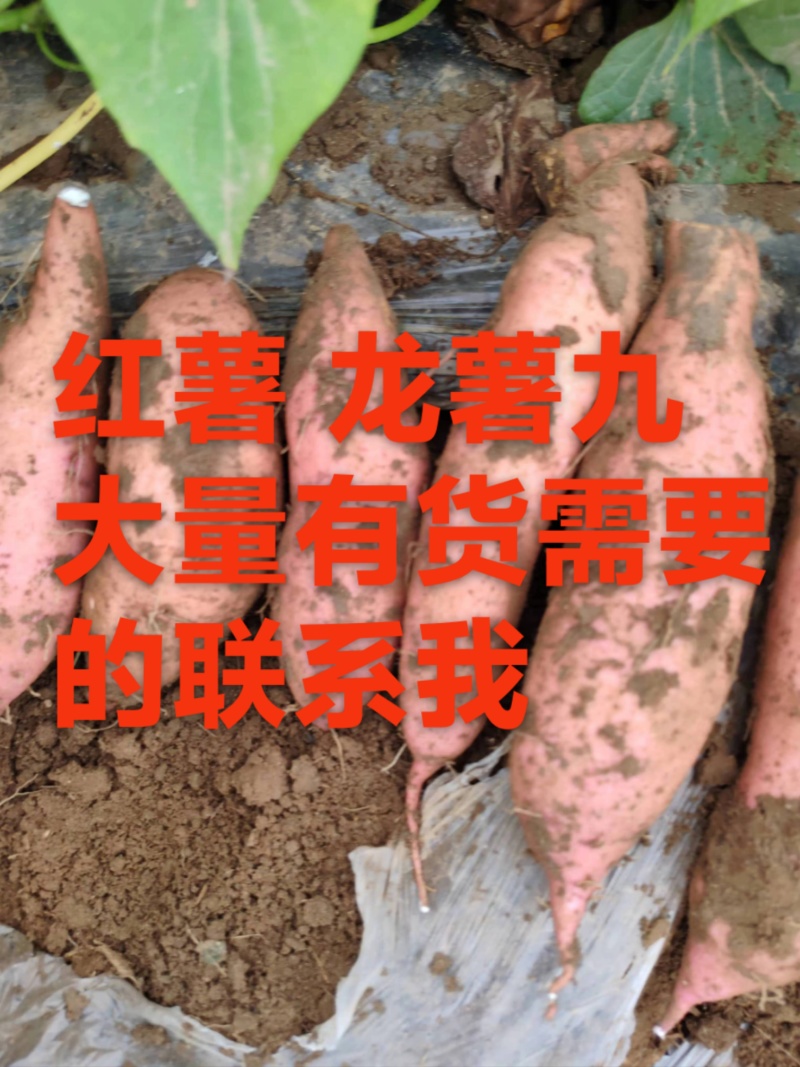 红薯西瓜红烟薯25龙薯九