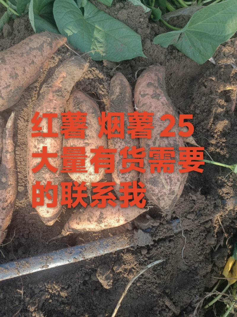 红薯西瓜红烟薯25龙薯九