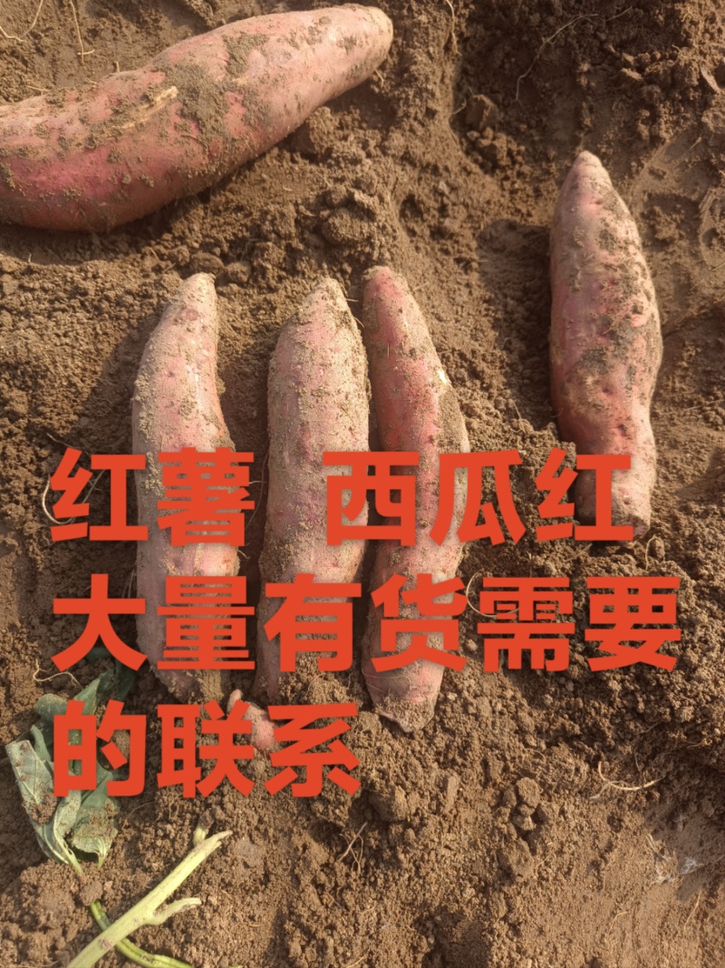 红薯西瓜红烟薯25龙薯九
