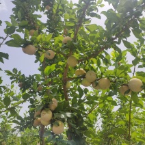 新疆阿克苏的恐龙蛋已经成熟了口感很好很甜密