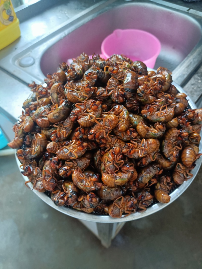 山东聊城冠县金蝉，卵枝量大