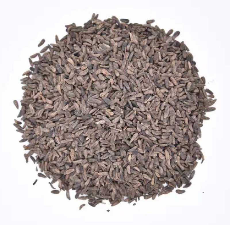牛蒡子牛子中药材批发牛蒡子质量保证量大从优