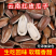 云南红瓜子，量大从优，物美价廉，可视频看货，欢迎咨询