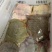 甲鱼，真空包装肉质鲜嫩肥美带壳1-1整只