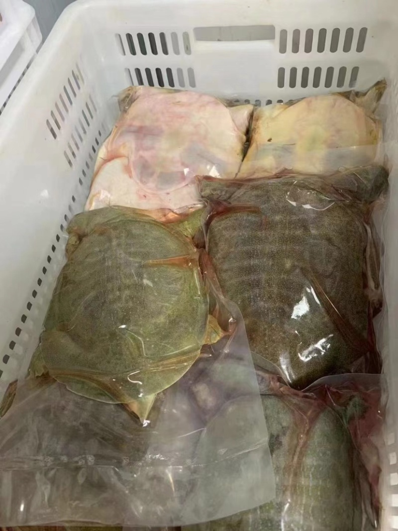 甲鱼，真空包装肉质鲜嫩肥美带壳1-1整只