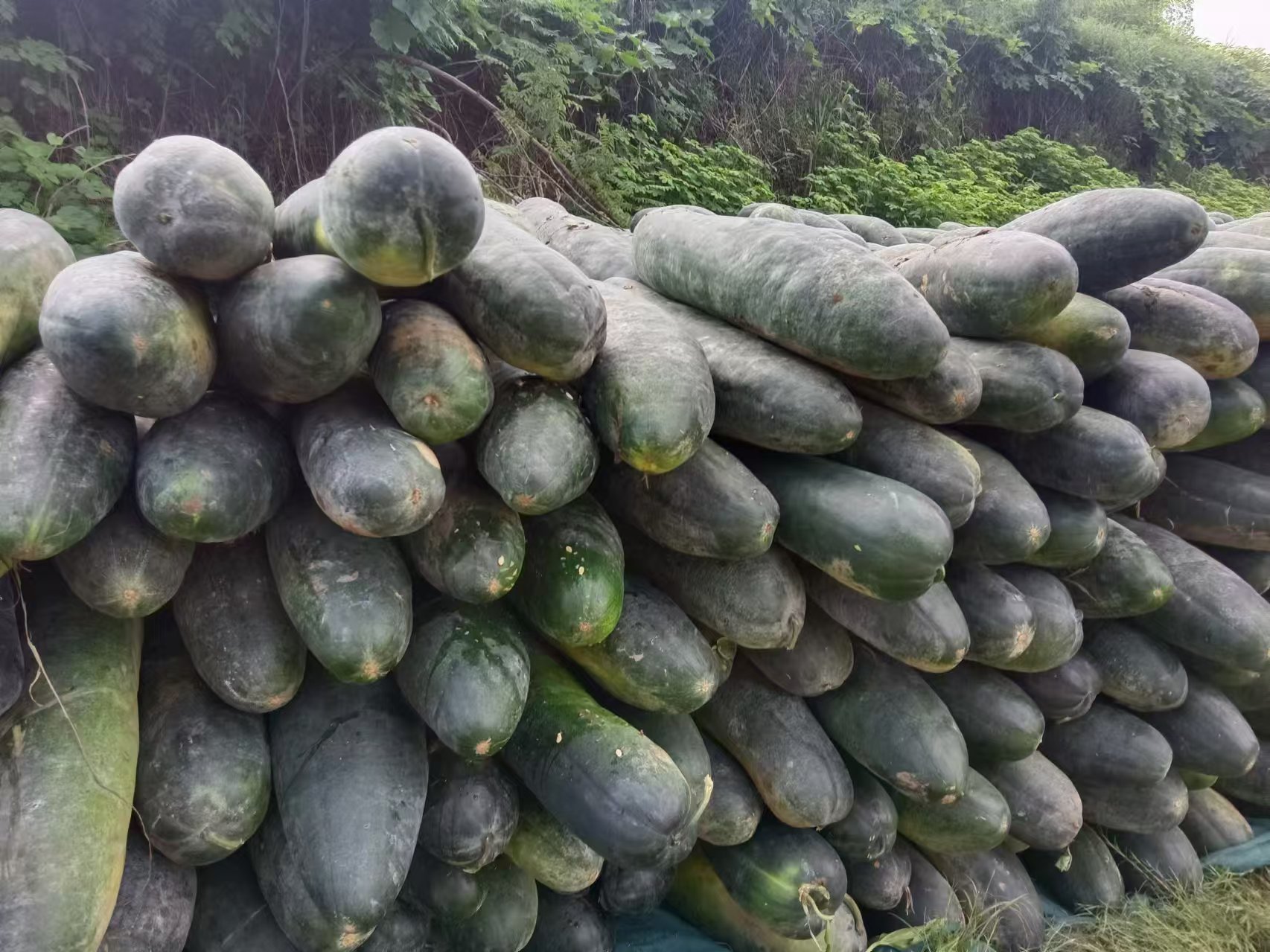 图示展示冬瓜根部出现腐烂、变褐的典型症状 冬瓜根腐病田间症状