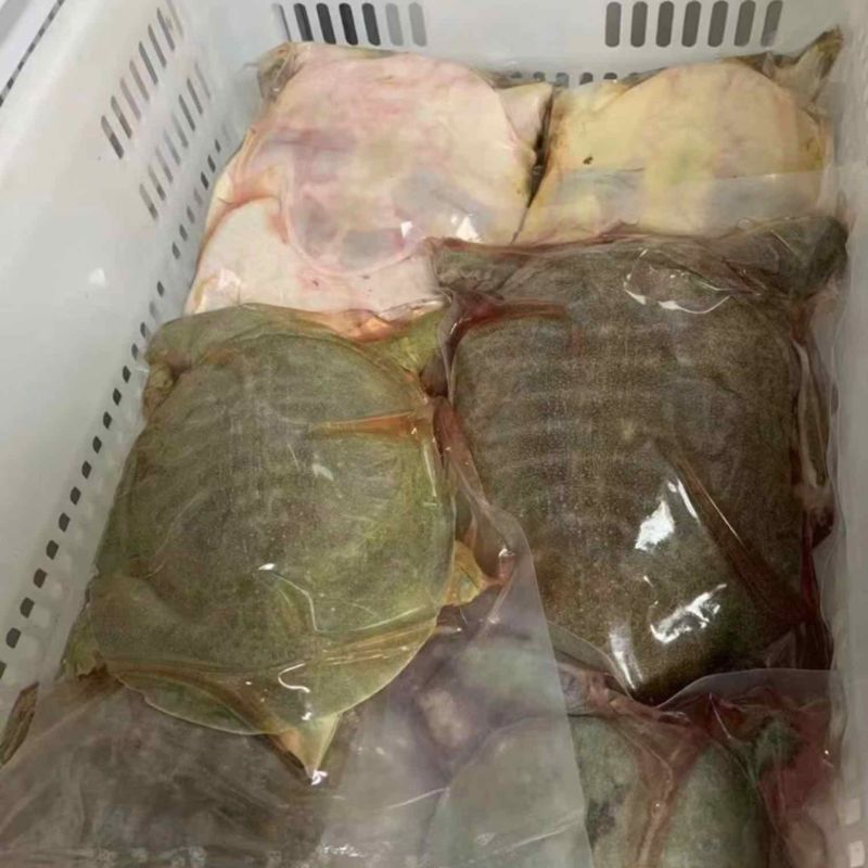 甲鱼，真空包装肉质鲜嫩肥美带壳1-1整只