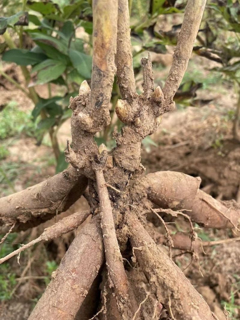 秋季观赏芍药根块马上大量出售