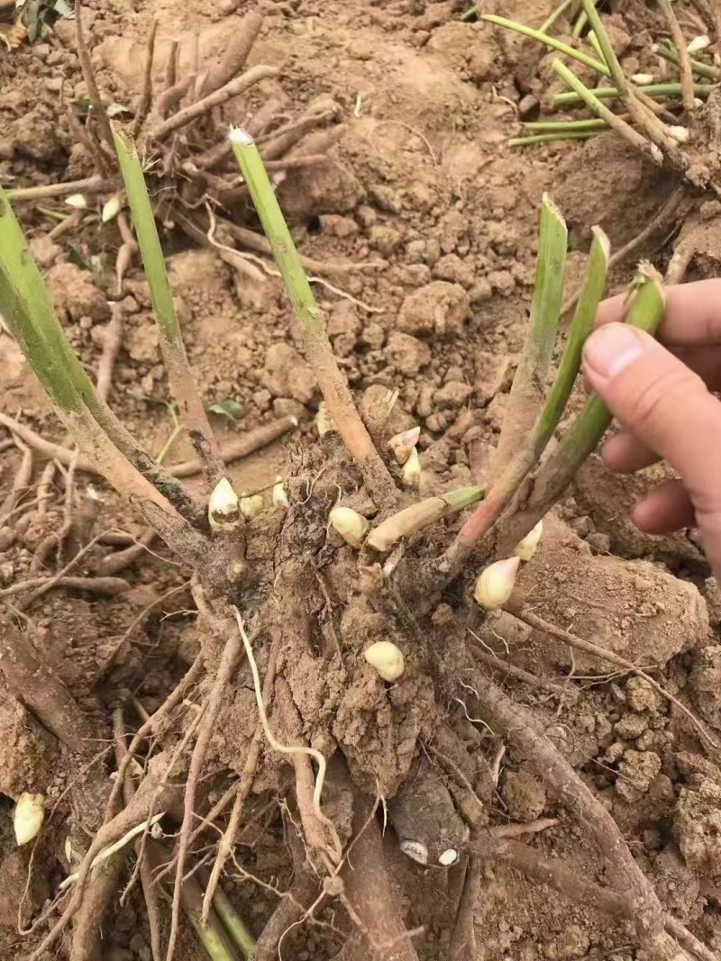 秋季观赏芍药根块马上大量出售