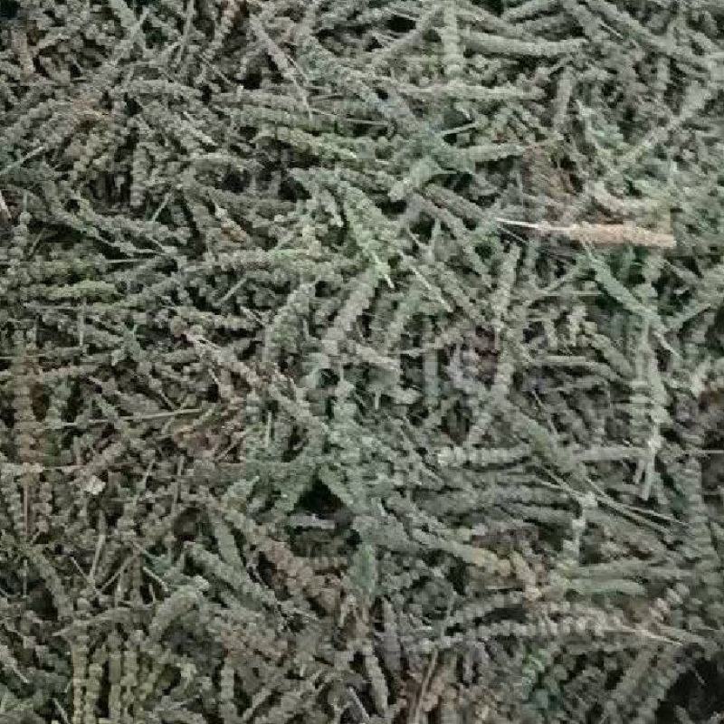 荆芥穗全荆芥穗中药材批发荆芥穗质量保证量大从优