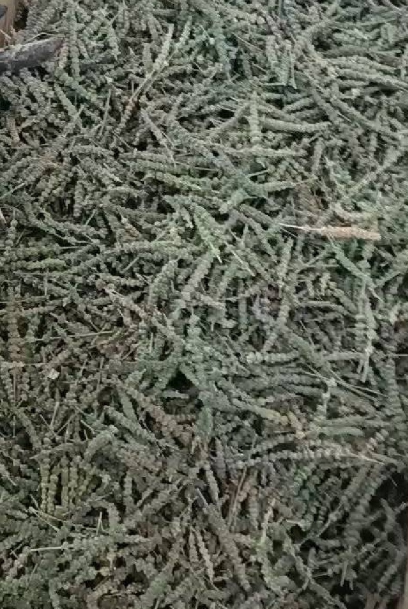 荆芥穗全荆芥穗中药材批发荆芥穗质量保证量大从优