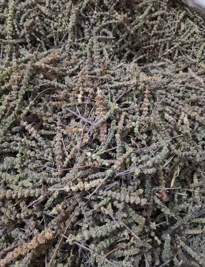 荆芥穗全荆芥穗中药材批发荆芥穗质量保证量大从优