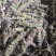 荆芥穗全荆芥穗中药材批发荆芥穗质量保证量大从优